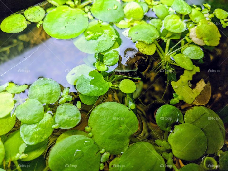 Black Mystery Snail sleeping on frogbit