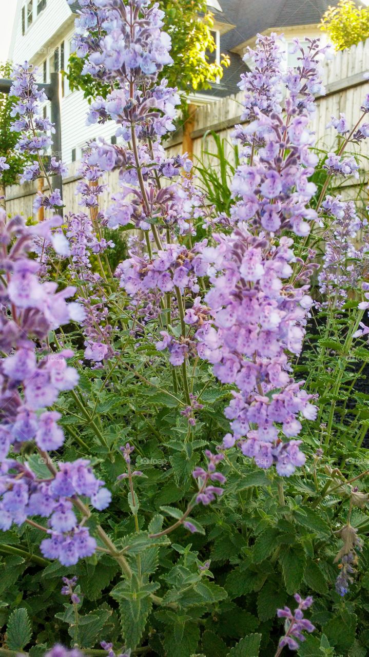 spring. flowers. beauty