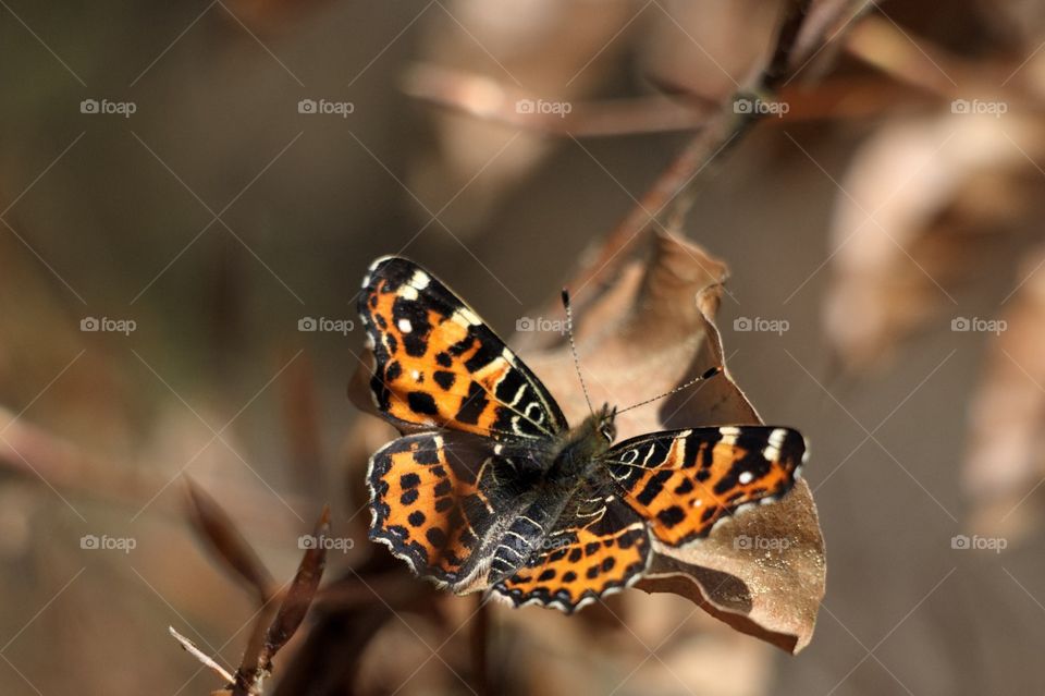 ein orangener Schmetterling auf Herbstlaub