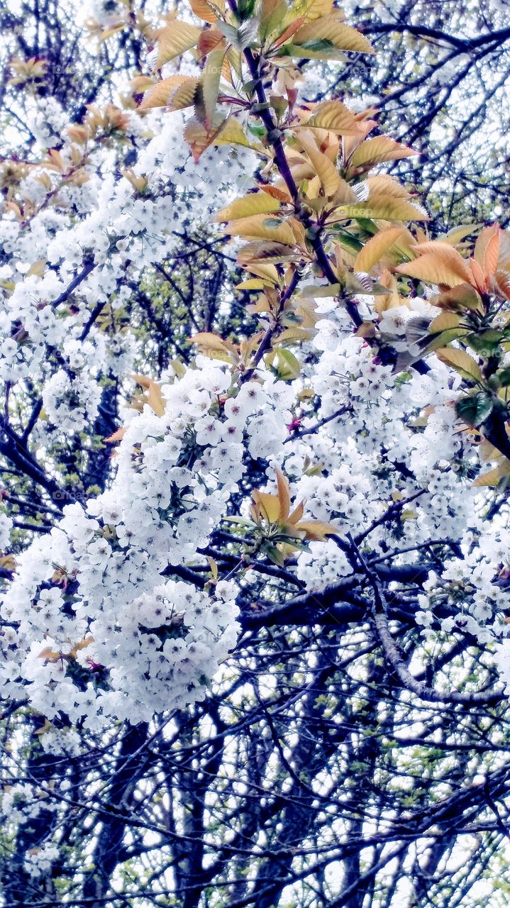 Cherry flowers