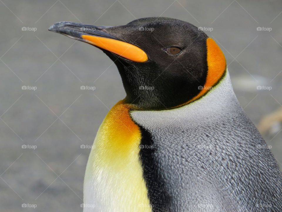 Colorful King penguin keeping an eye on you