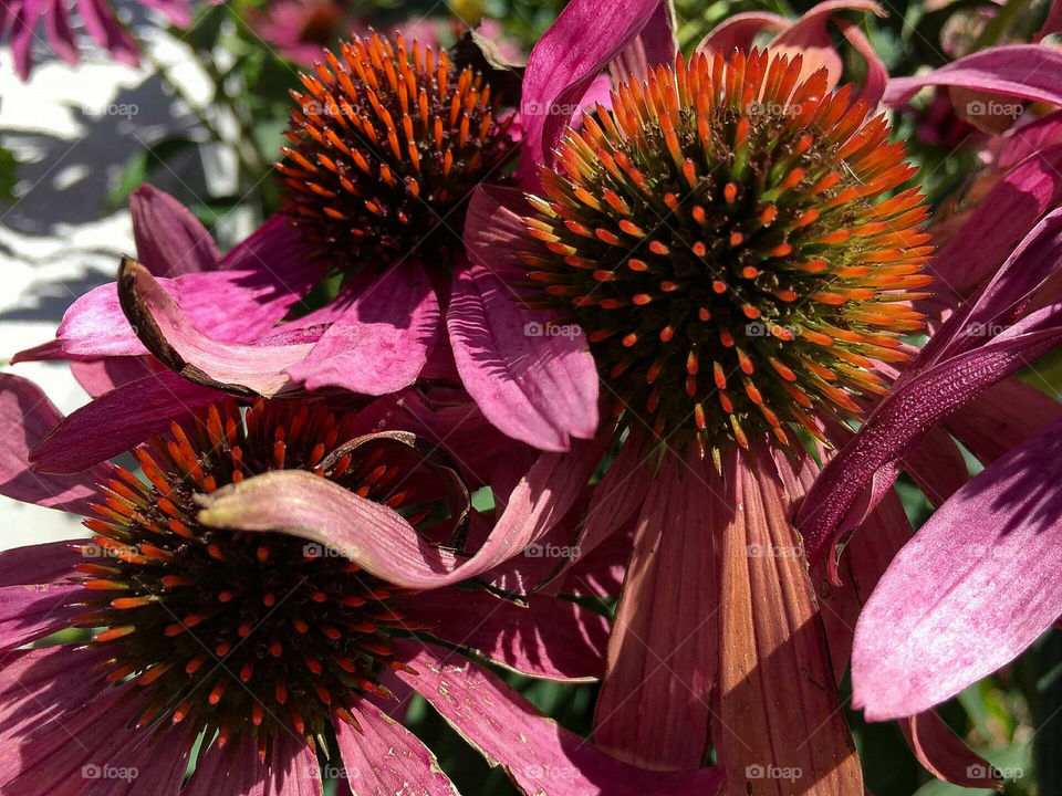 Coneflower