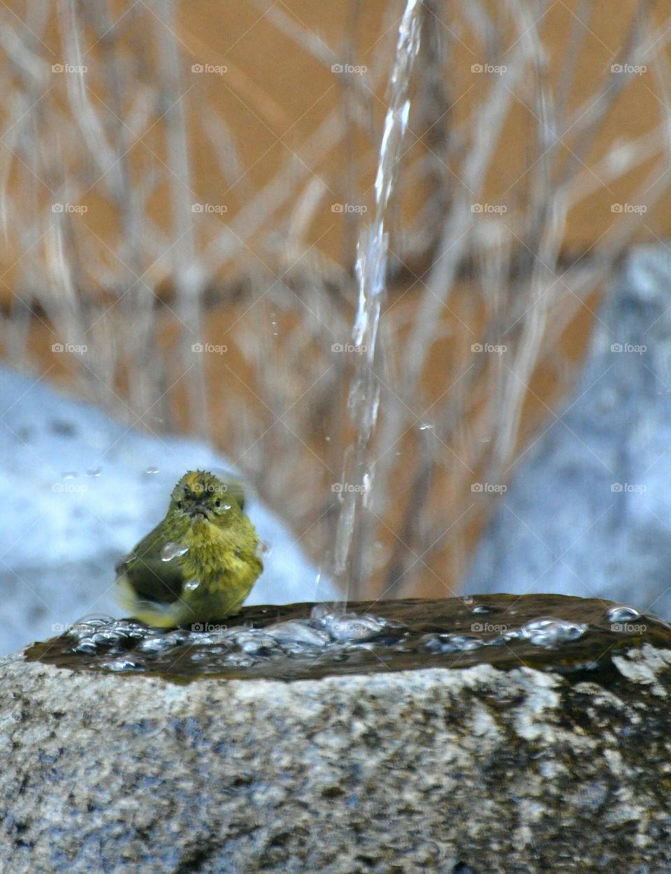 Bathing bird