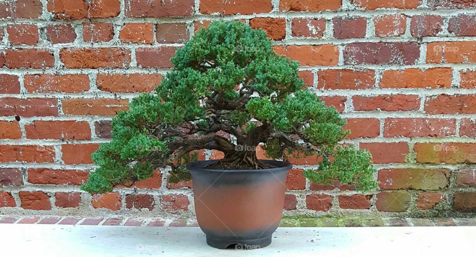 A lone bonsai tree, set against a simplistic  weathered brick wall, shows off its intricacy.