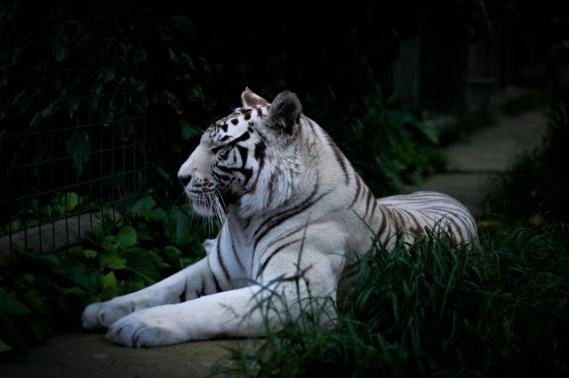 Animals in the wild