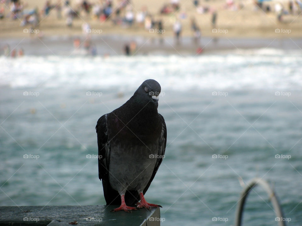 beach ocean sleeping bird by mengzishiliu