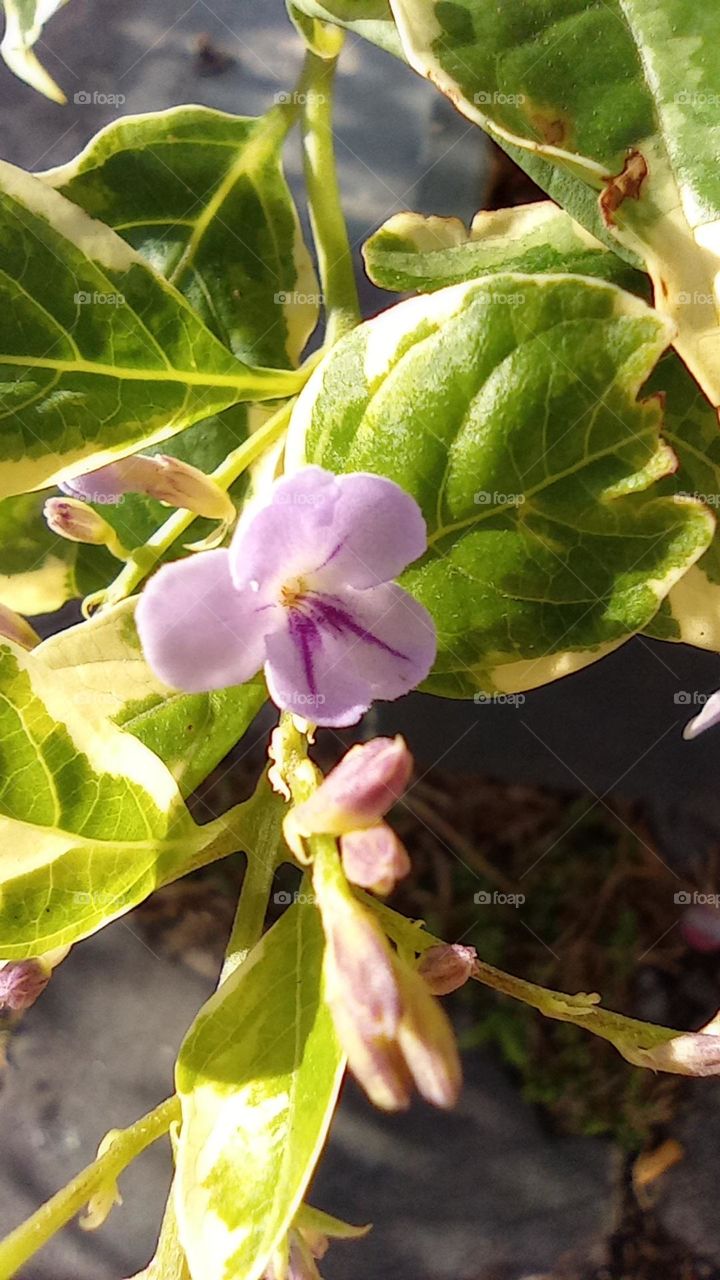 purple wild flower / flor silvestre lila