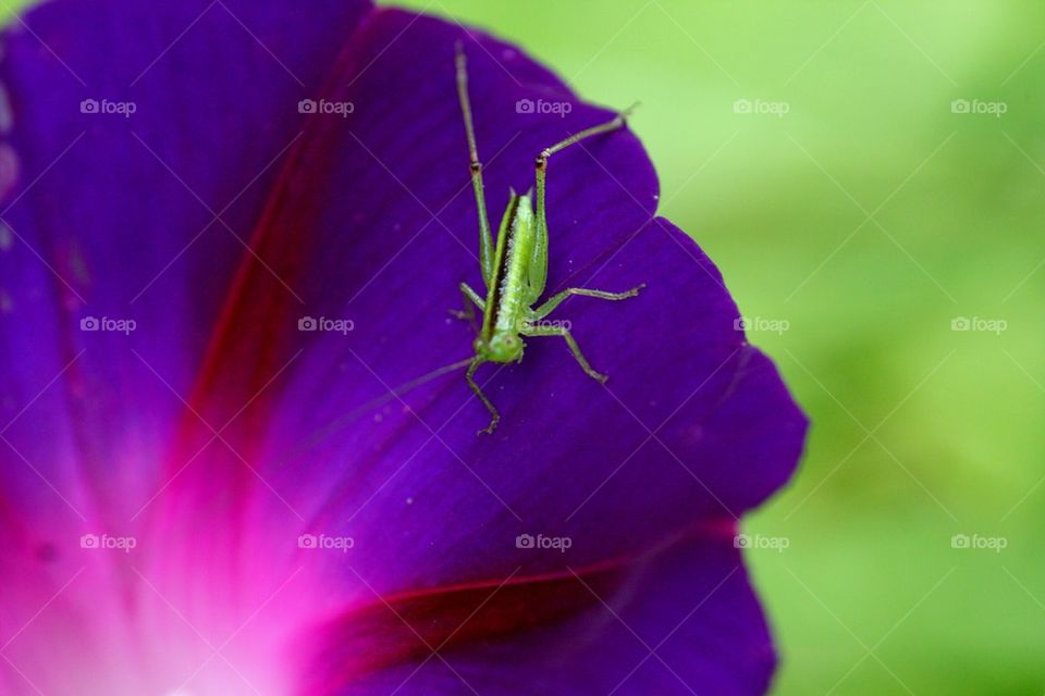 Green jumping bug