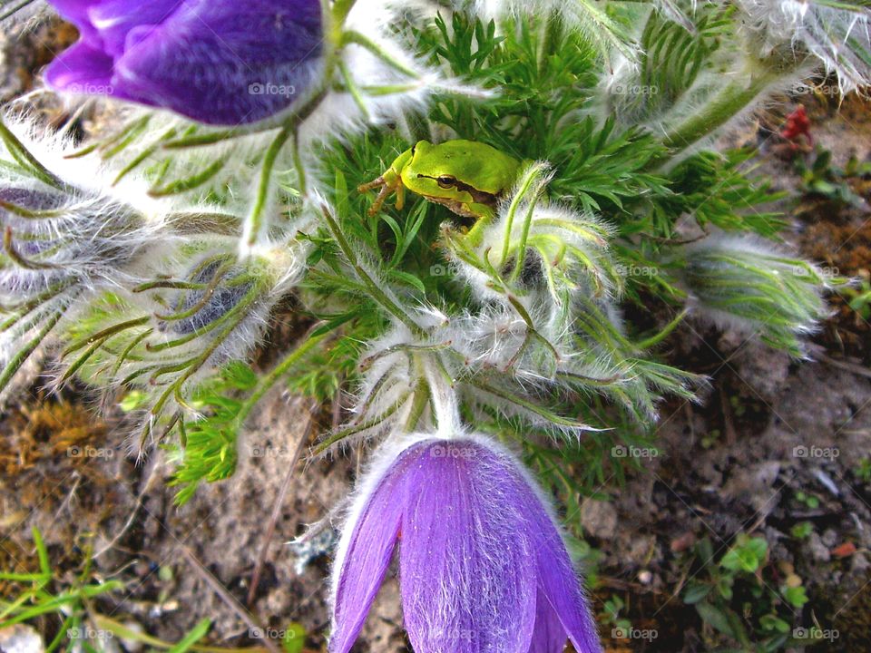 European tree frog is sitting in garden