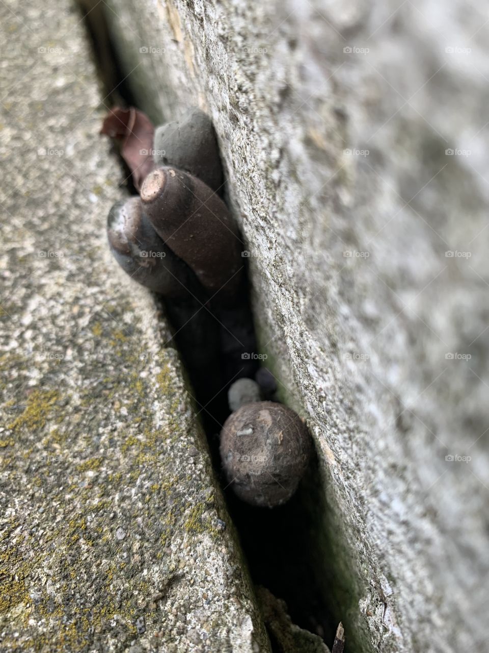 Here’s a shout out to your local fungus. This is known as “Dead Man’s Fingers”. 