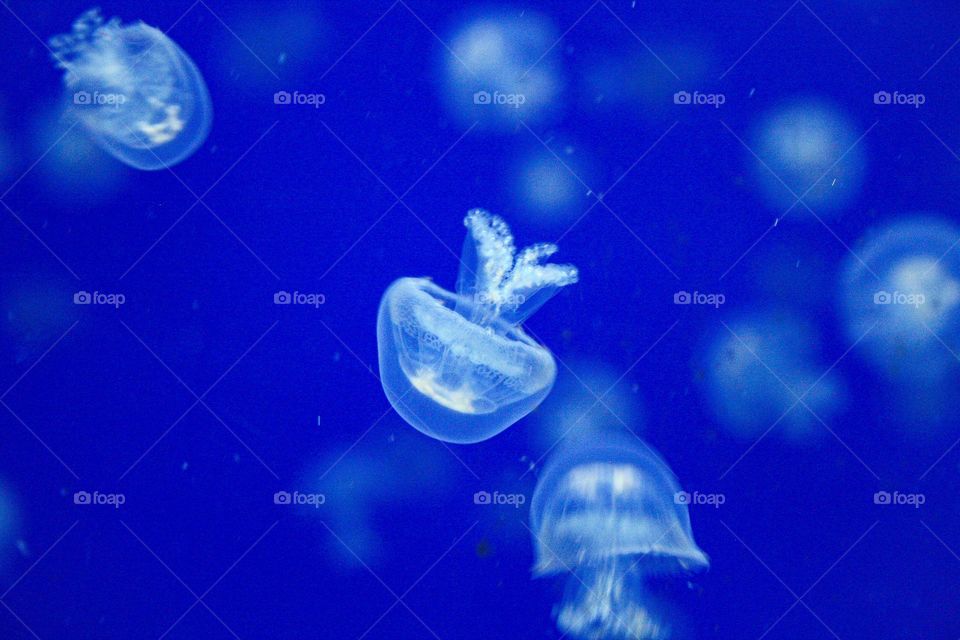 Little medusa. <3