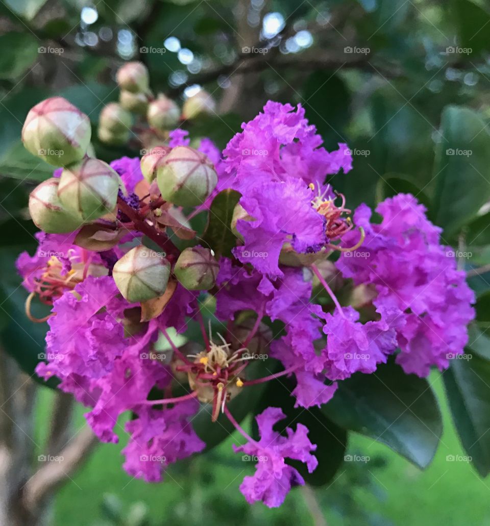 Pretty purple flowering bush with blooms and buds