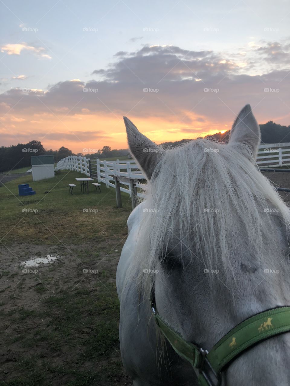 When you love something so much you don’t wanna leave and you end up with two things you love in your sight. Horses and the sunset 
