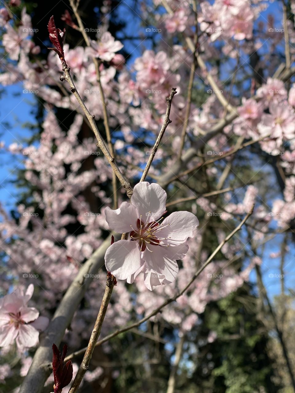 Pink spring