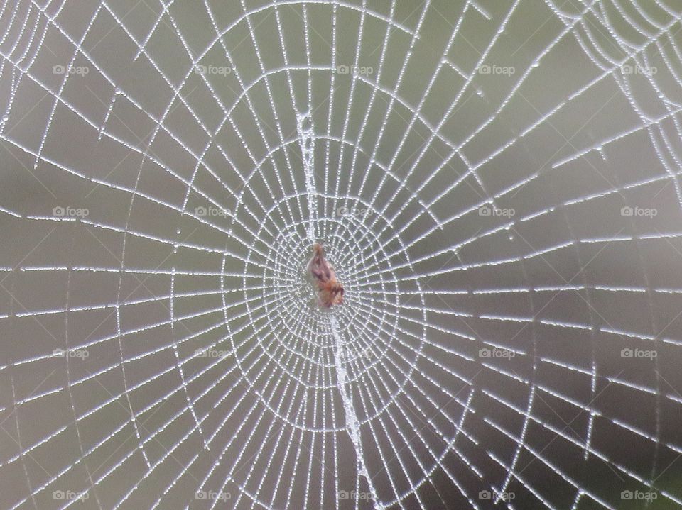 First wet spiderweb of 2018