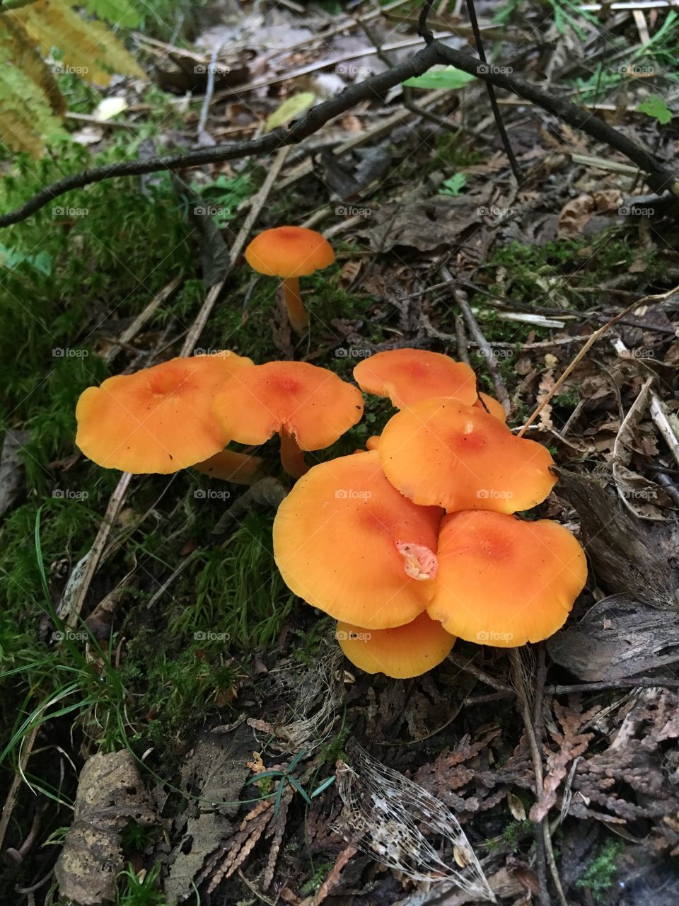 Orange Fungi growing on a hiking trail near Bancroft Ontario
