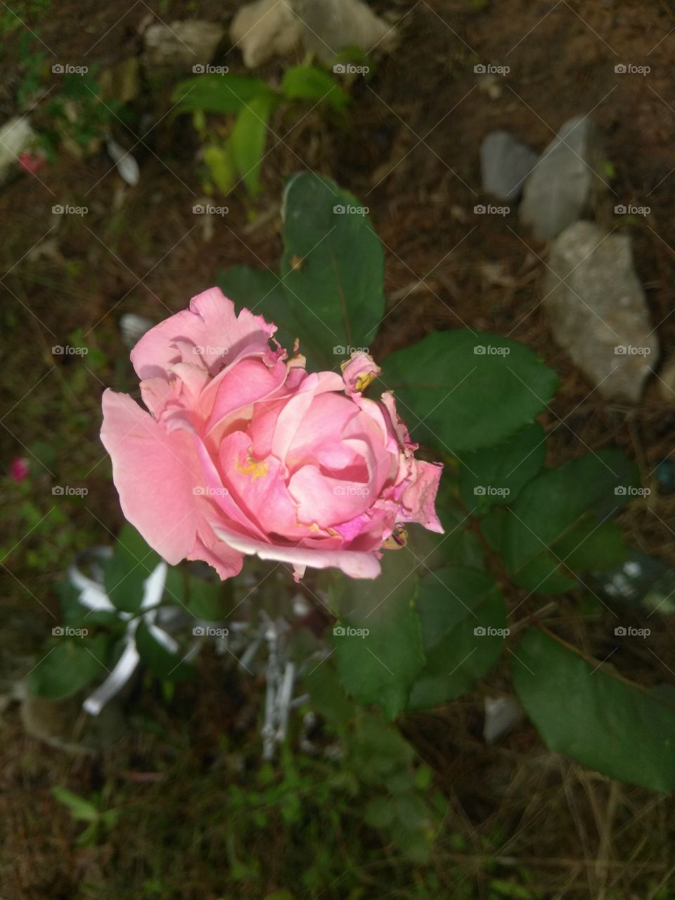 sometimes you have to stop to smell the roses