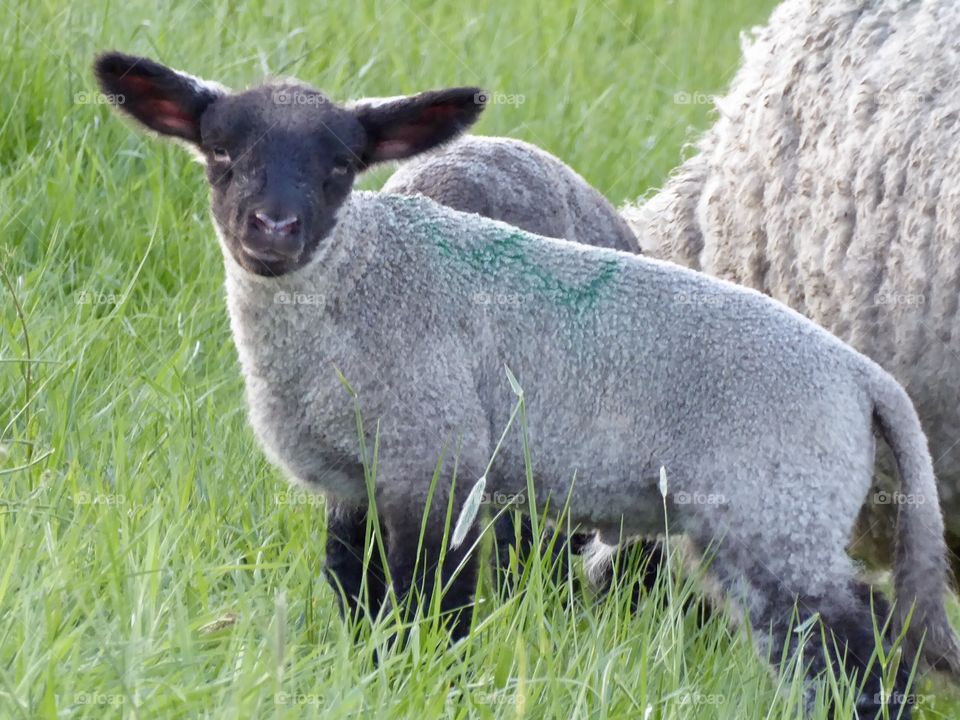 Baby sheep 