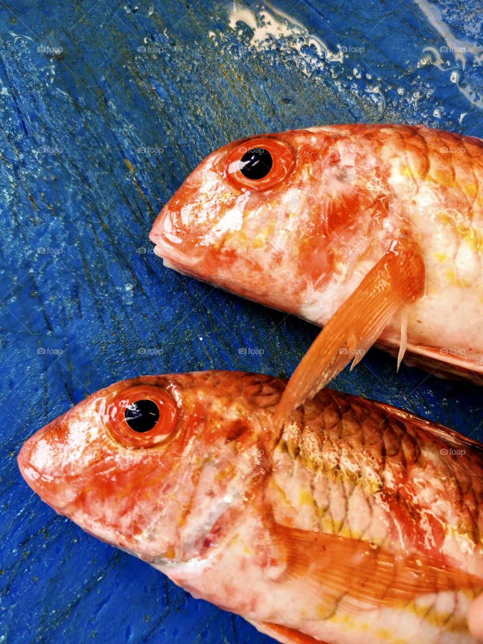 Two red fish on the blue countertop