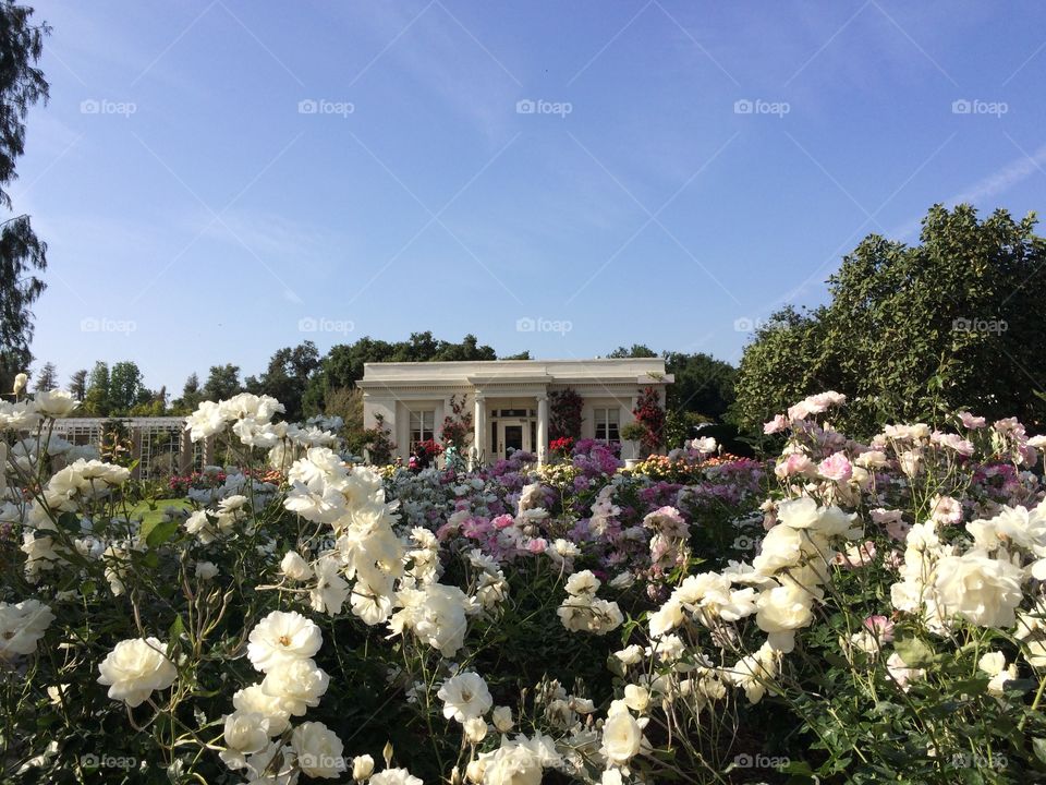 Rose garden