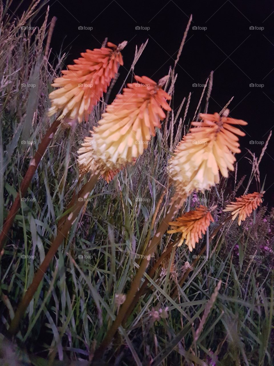 Seaburn flowers