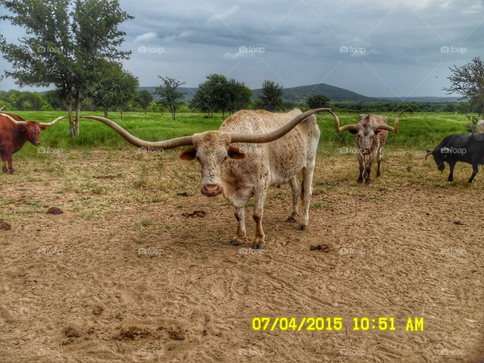 now that's a Texas longhorn 3. This is another picture of the same Texas longhorn but with color. The photo 📷 was taken near Graham Texas