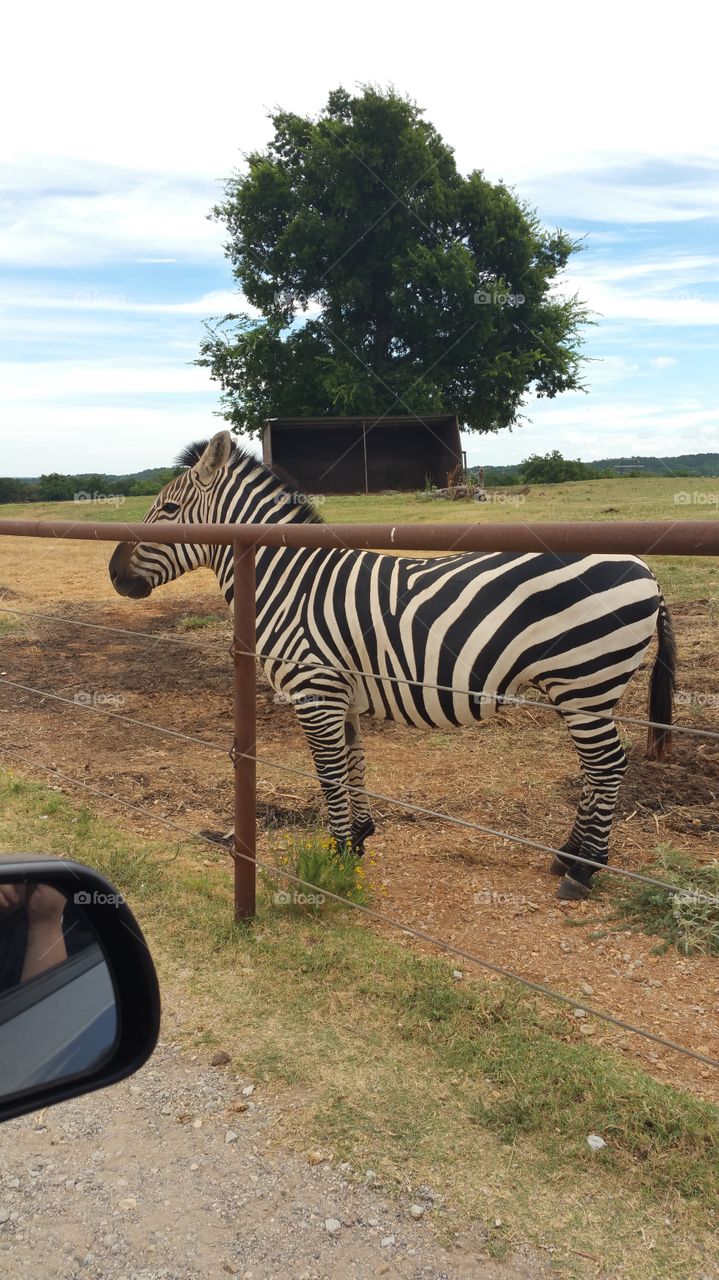 a beautiful zebra