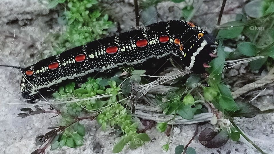 Black Caterpillar Red Feet