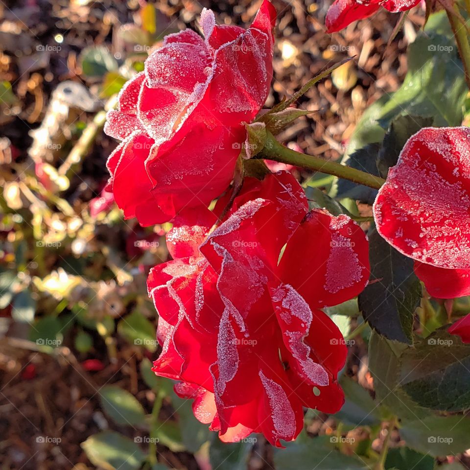 Stunning roses with fresh frost on the petals on a cold fall morning.