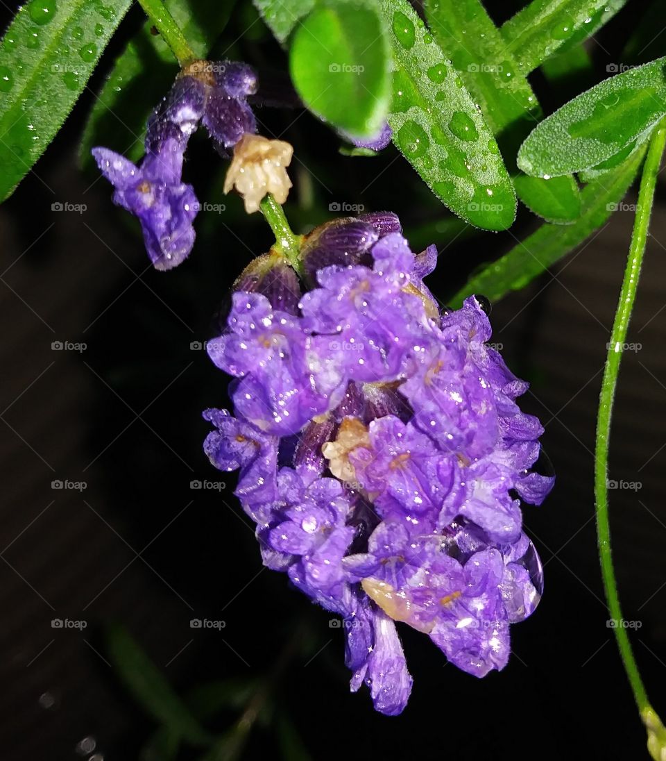 Lavender in the rain