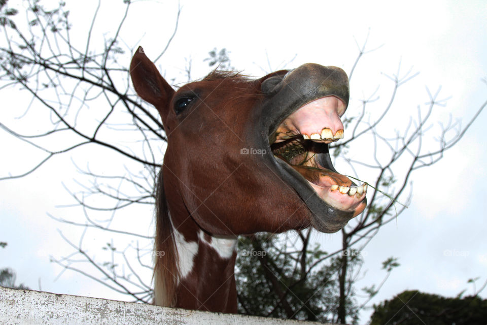 cavalo rindo