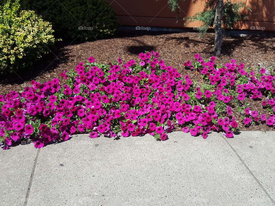 petunias