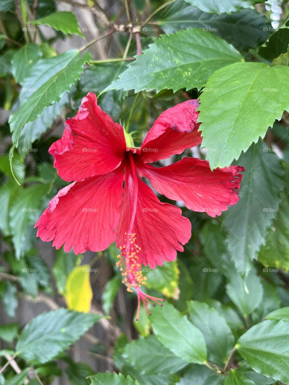 Close-up of a red hibiscus