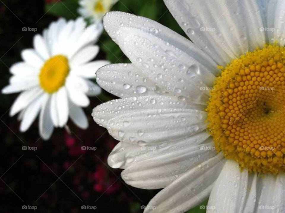 Close up of brilliant white daisies with creamy yellow centers sit in the morning dew. 