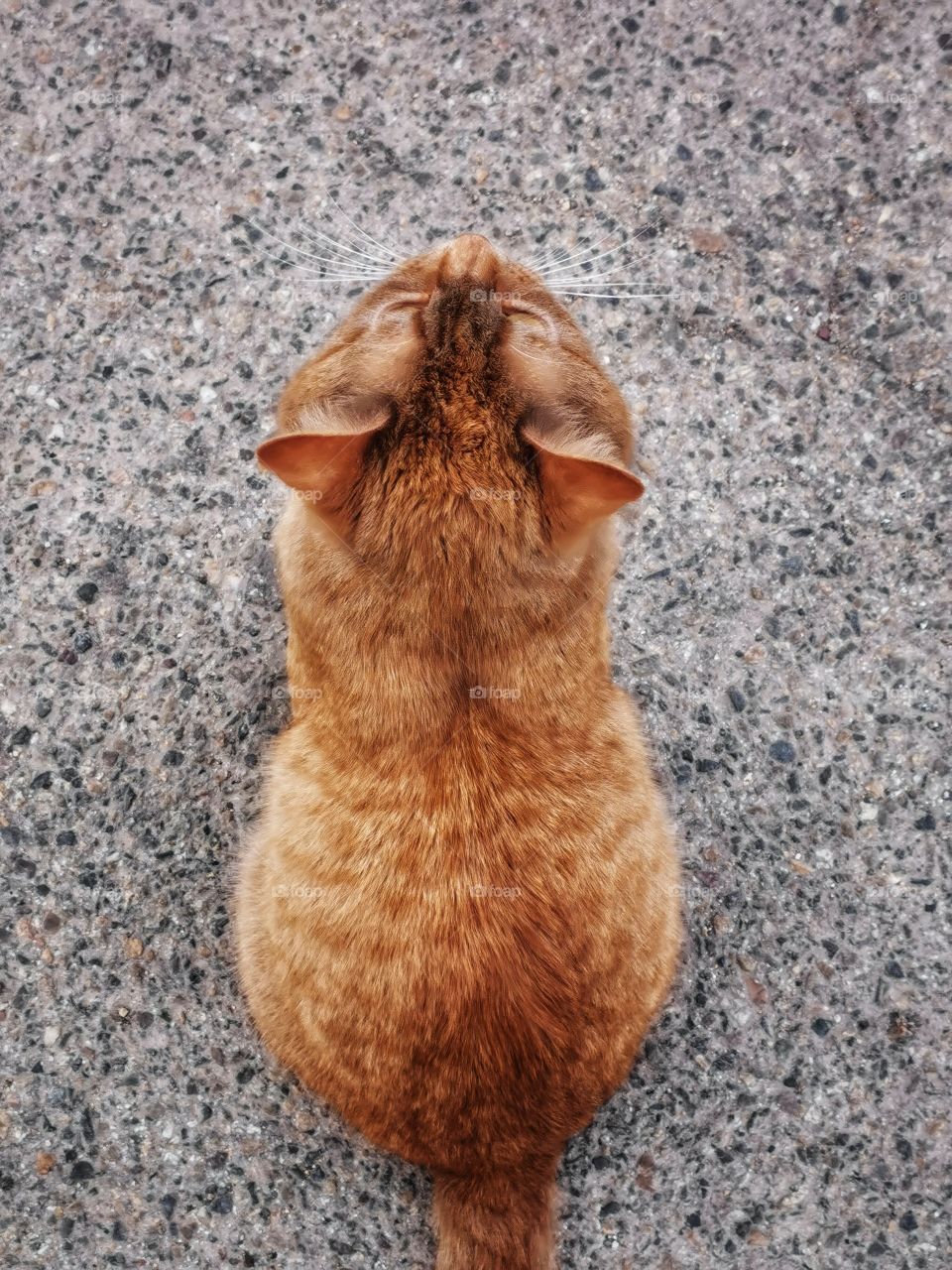 Russia view zoo animals wild outside outdoor day part details capture life cat lovely alone homeless