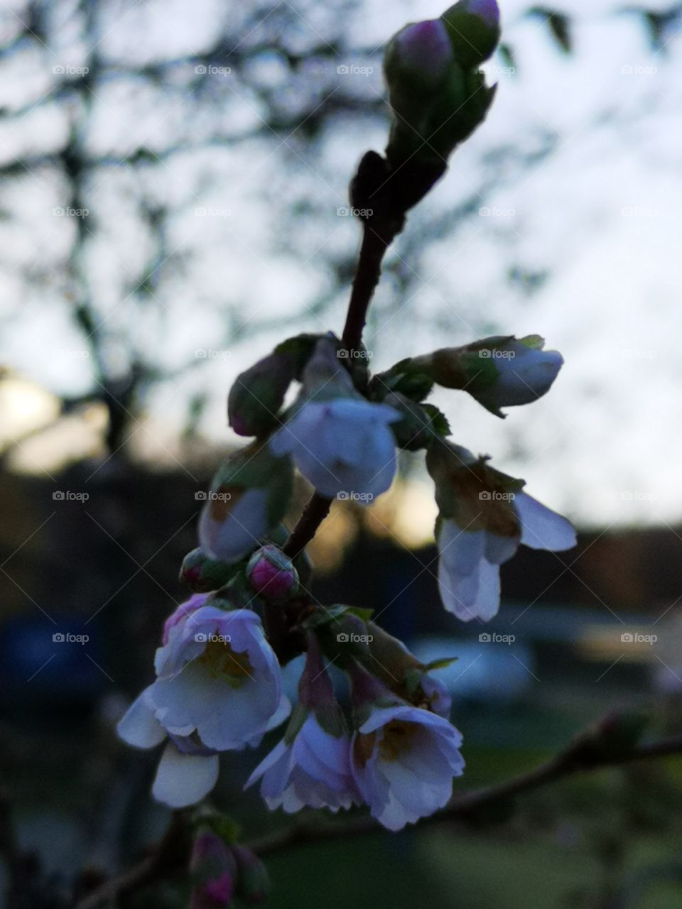 Cherry blossom in December. West Poland. Zielona Góra