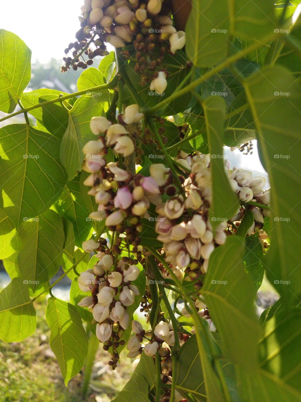 plant strart flowering