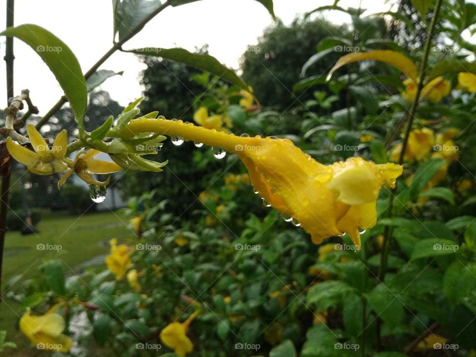 leaves and water drop