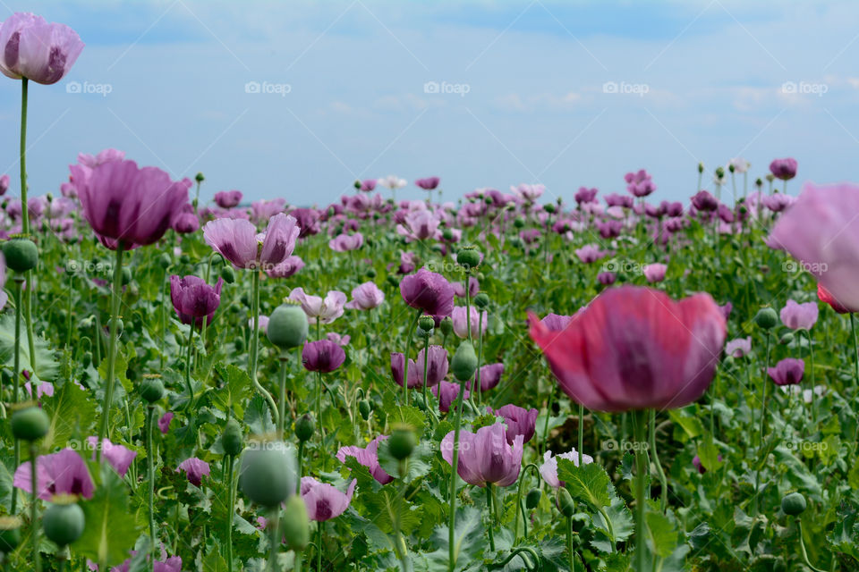Poppy flower in field