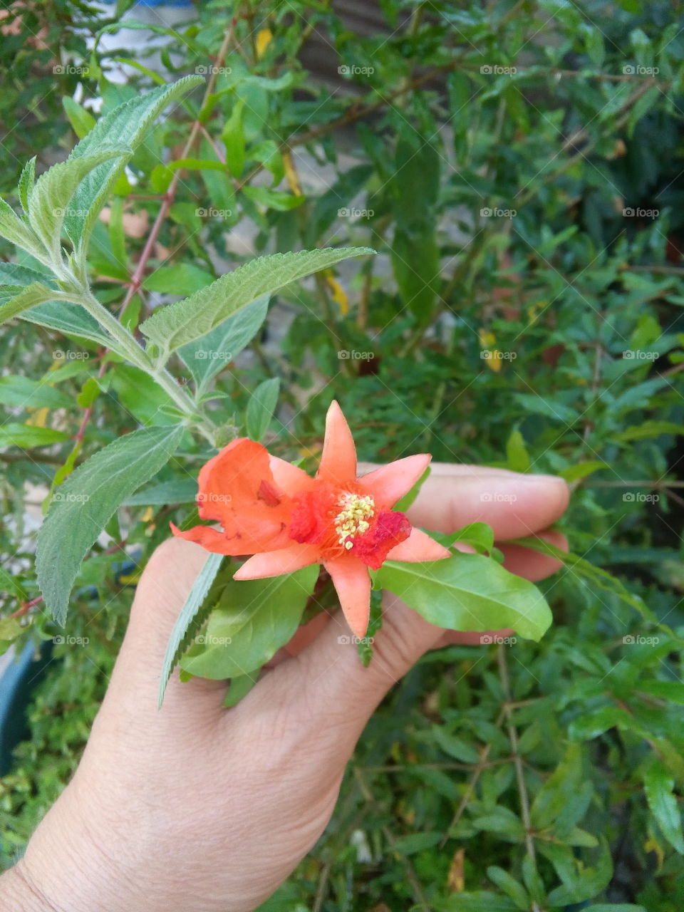 flor de romã