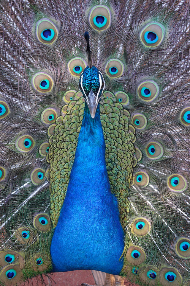 peacock