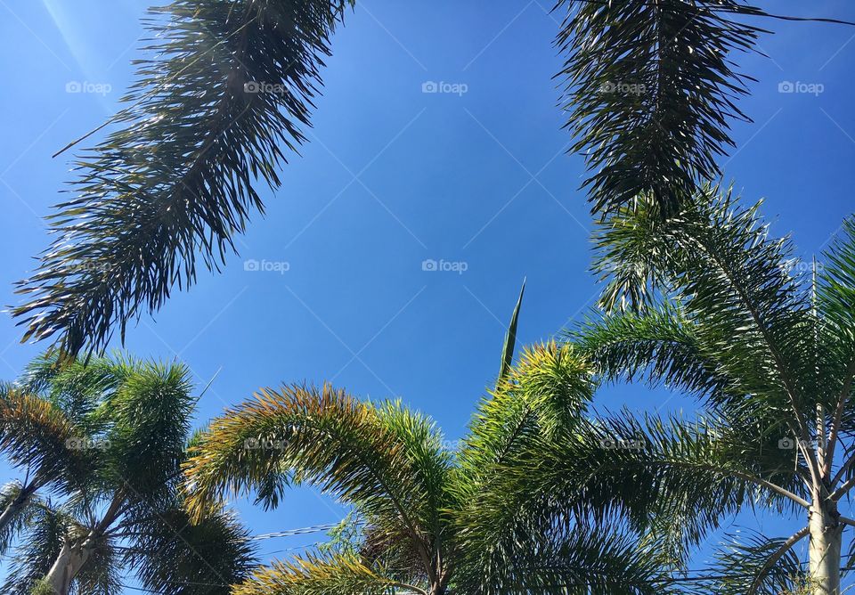Palm tree 🌴 