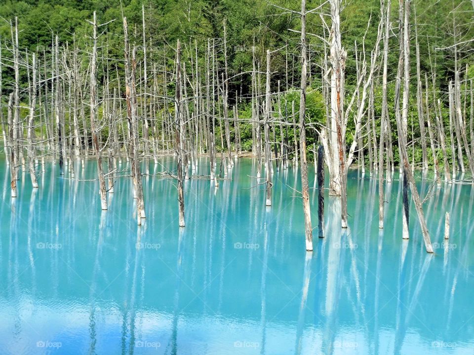 Blue pond in Biei city in Hokkaido japan