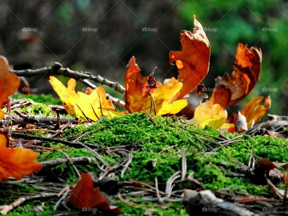 Autumn leaves in the moss