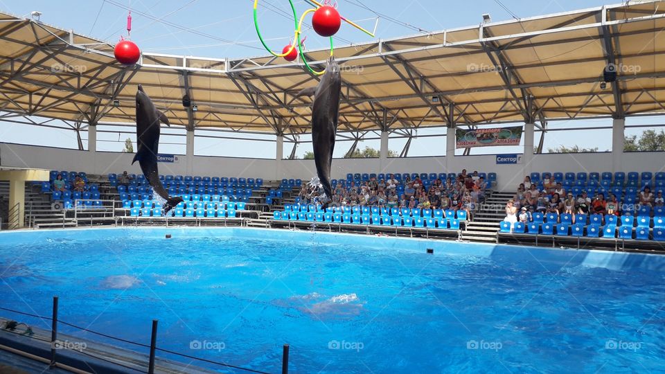 дельфин в прыгает за мячом