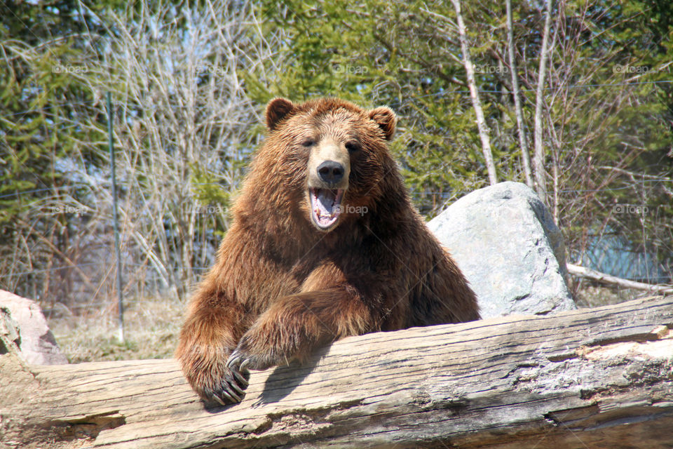 Smiling Bear