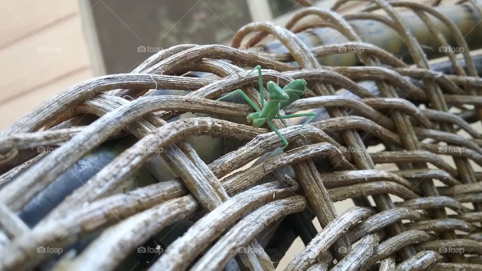 Beautiful Praying Mantis