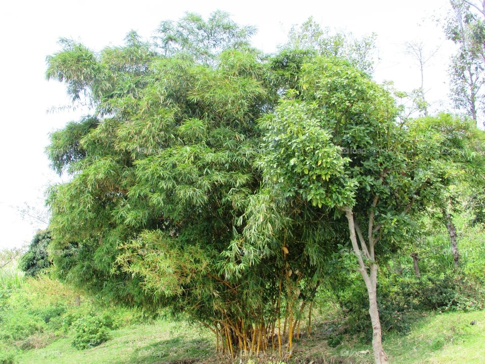 bamboo tree