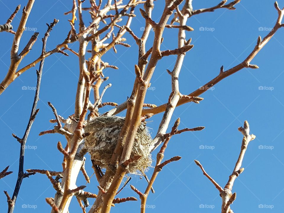 Bird nest