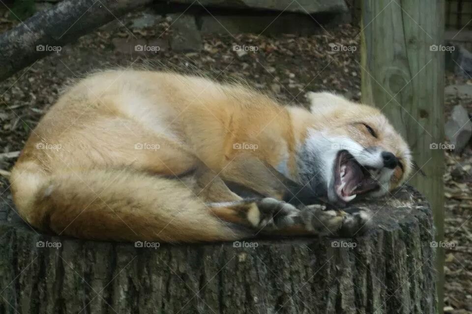 red fox laughing